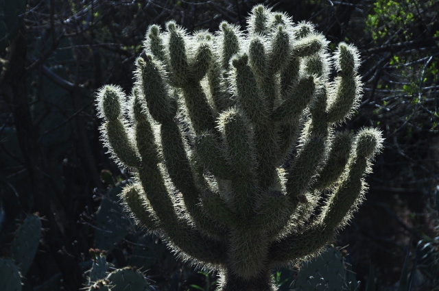 teddy bear cholla